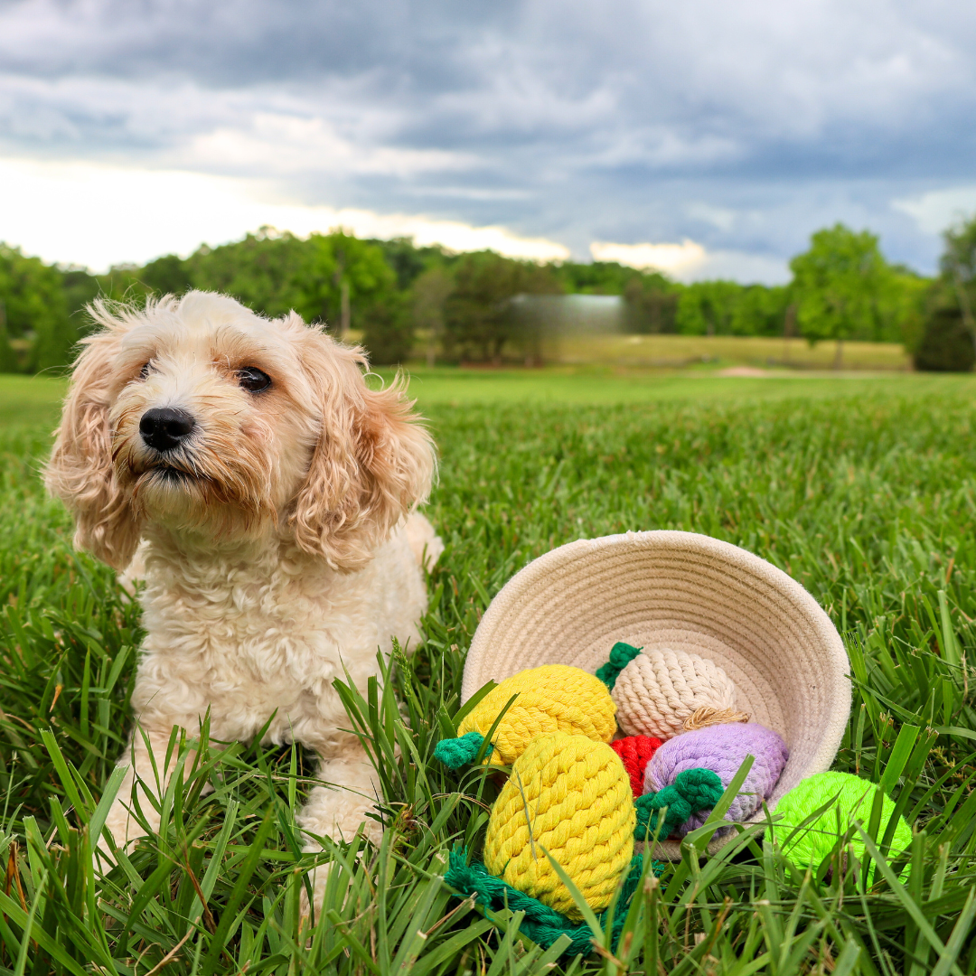 Colorful fruit-themed woven pet toy collection, perfect for playful pets. Includes durable, handmade toys shaped like strawberries, bananas, and pineapples, ensuring hours of fun and exercise for your furry friends.